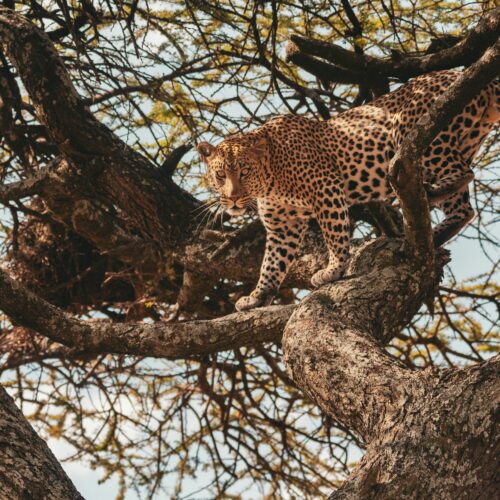 5-Day Serengeti and Ngorongoro Big Five Safari Itinerary