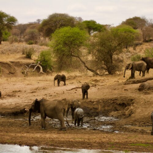 8 Days Honeymoon Tanzania Safari